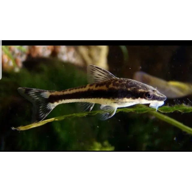Pez Otoscinclus Come Algas 