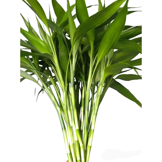 Bambu Da Sorte Natural (10) Hastes 42cm  + Hidrogel  Brinde