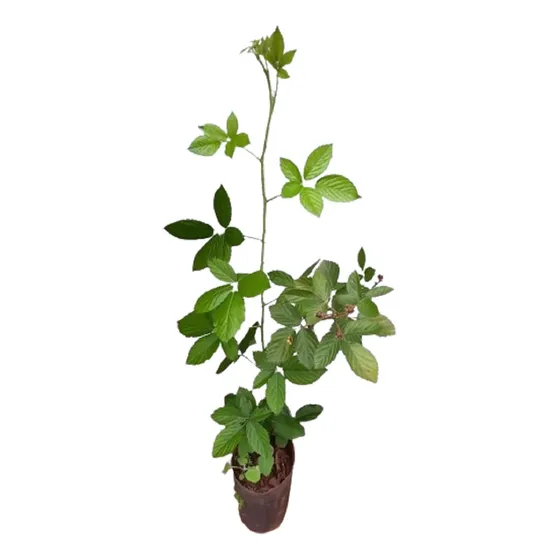Muda De Amora Silvestre Produzindo Com 80 Cm