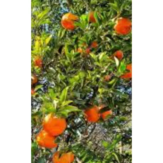 Plantula Mandarina Dancy