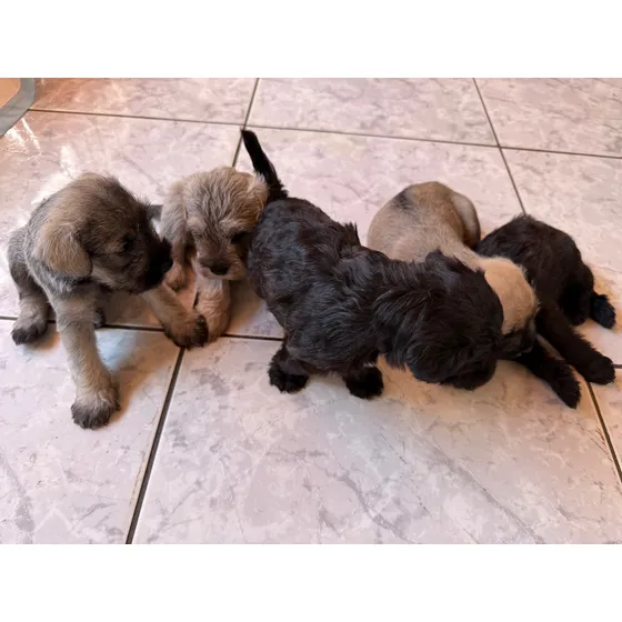 Schnauzer Machos Y Hembras
