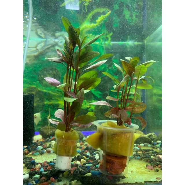 Planta Acuática Alternanthera