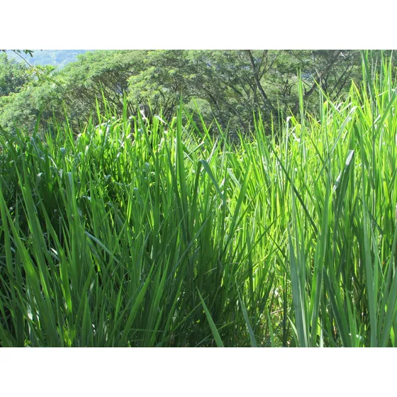 1 Kg De Semilla De Pasto Brachiaria Brizantha Cv. Toledo
