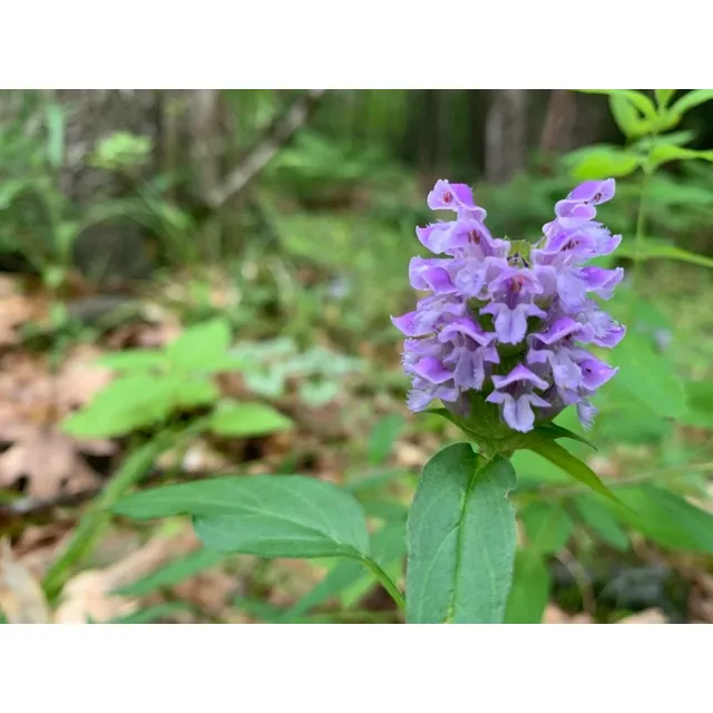 Semillas De Prunella Vulgaris - Consuelda Menor - Organicas