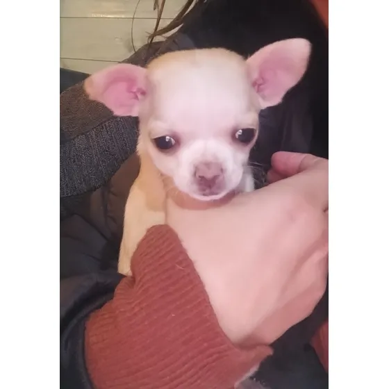 Chiwawa Mini Pelo Corto