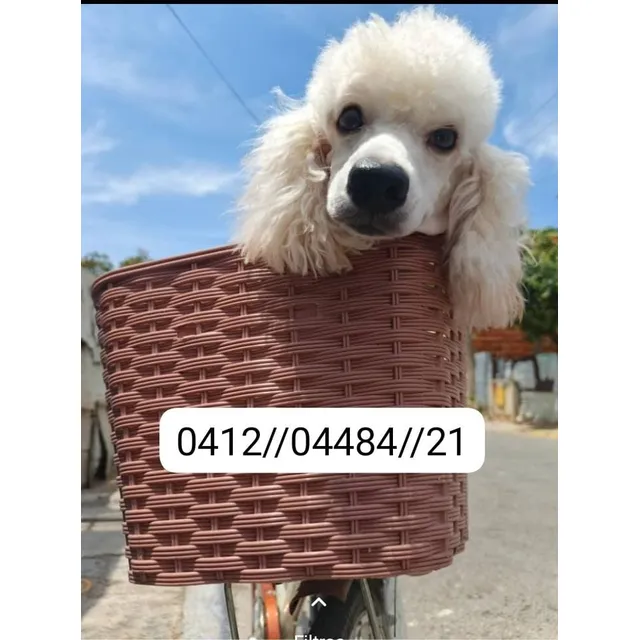 Cachorros  Poodle Y Otras Razas