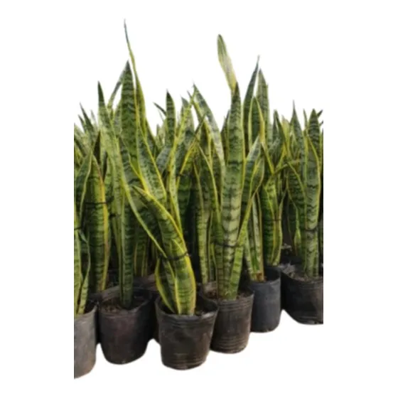 Planta Sansevieria Espada De San Jorge X Mayor 10 U