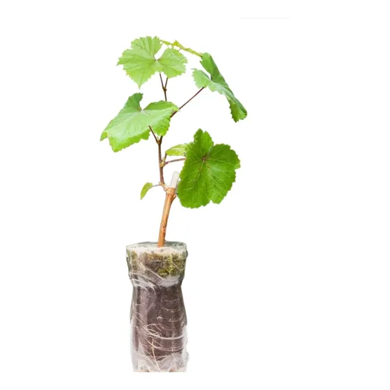 Plántula De Uva Italia