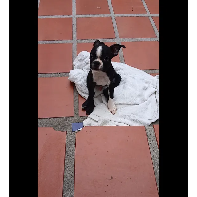 Boston Terrier Macho Disponible. Valencia. Una Miniatura