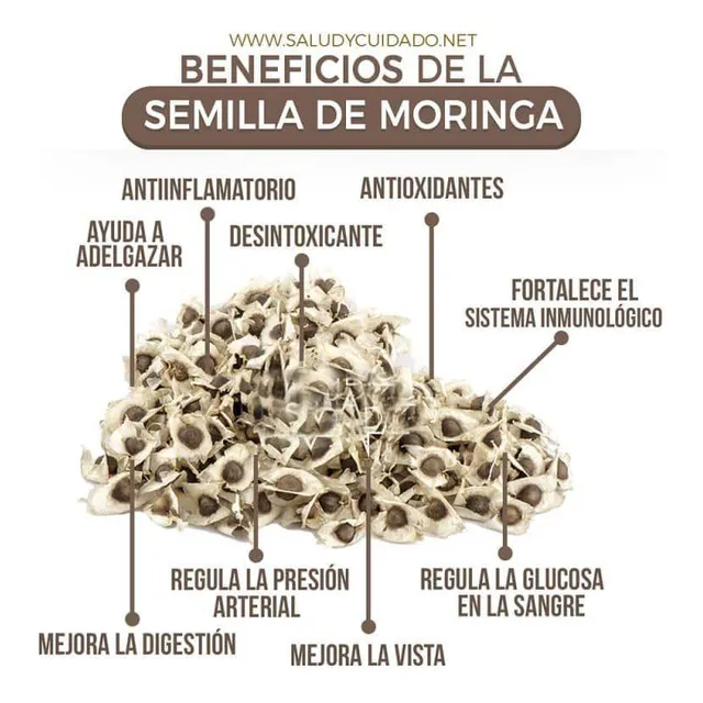 Semillas De Moringa