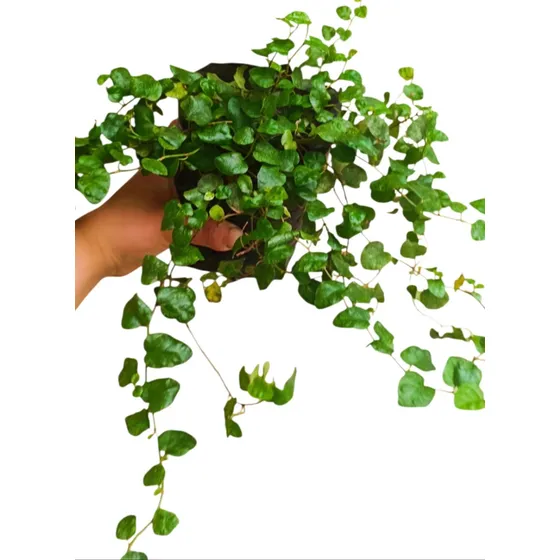 Planta Trepadora Ficus Repens 
