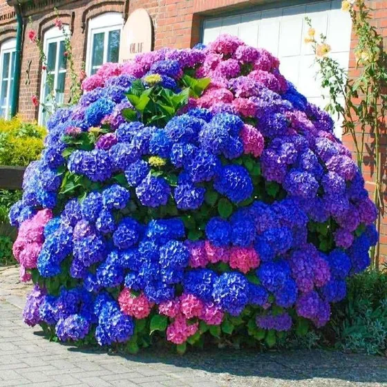 35 Semillas De Hortensias Azules, Rosas Y Moradas, Impresion