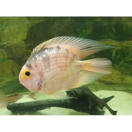 Peixe Papagaio Grande Gg Filhotes Quase Adultos Laranja