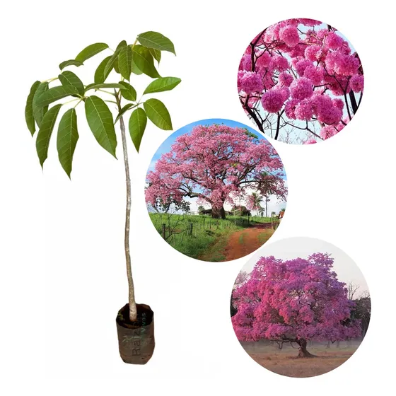 Muda De Ipê Rosa Para Plantar - Arvore Ipe Já Desenvolvida