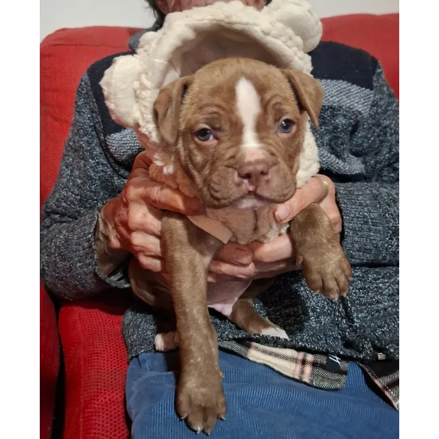 Pitbull 2 Meses