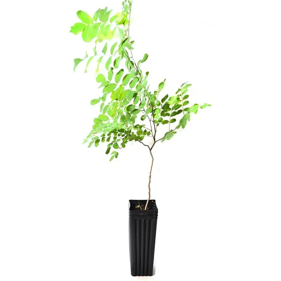 Robinia Pseudoacacia Var. Umbraculifera (acacia Bola)