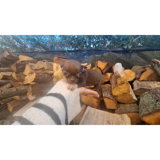 Chihuahua Mini Toy Hembra Color Chocolate