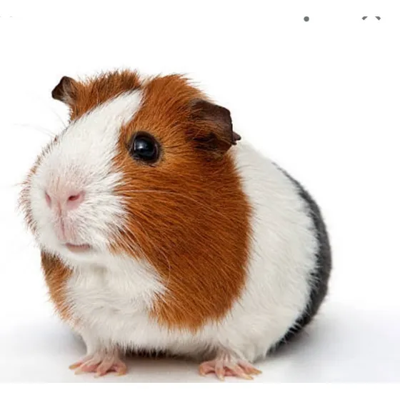 Casal Ou Duplas De Porquinho Da Índia