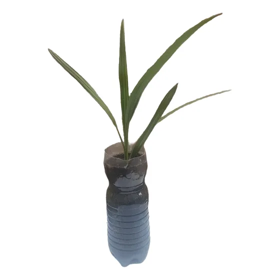 Palmera Datilera De 2 Años
