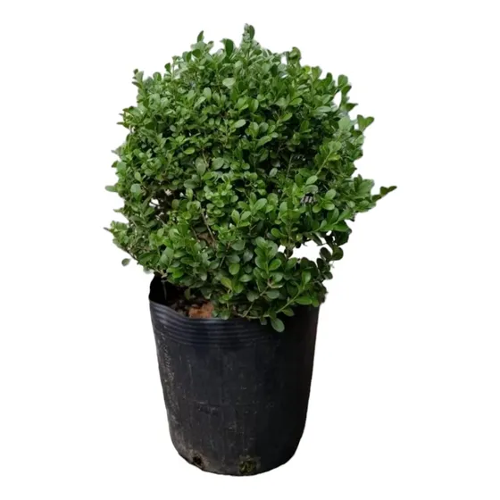 Planta Boj  !!!