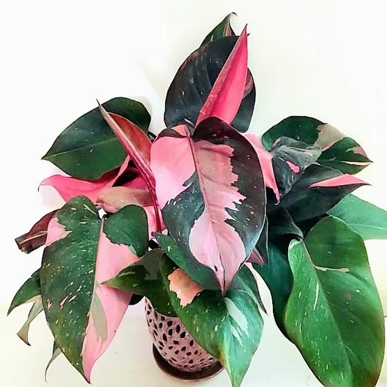Philodendron Pink Princess + Envio Gratis 