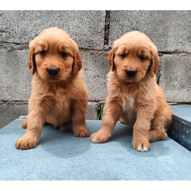 Golden Retriever Puros Garantizados