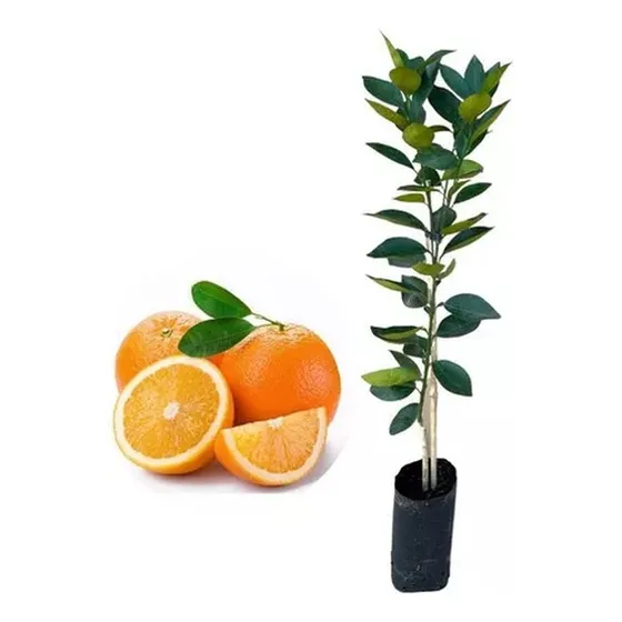 Muda De Laranja Seleta Enxertada Para Produzir
