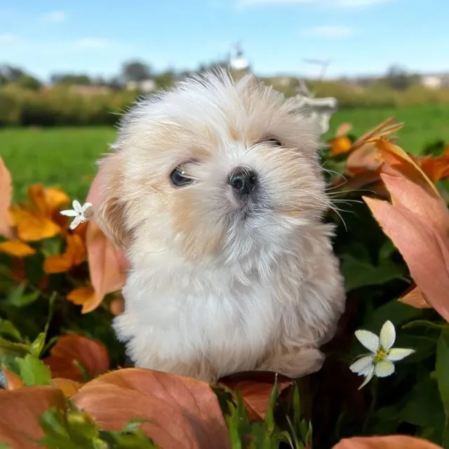 Cachorro Shitzu En  Oferta Shih Tzu Perrito Super Enanito