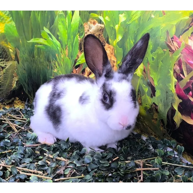 Conejos Mini Rex (peruano) La Cabaña De Ballester Bicolor Blanco-negro