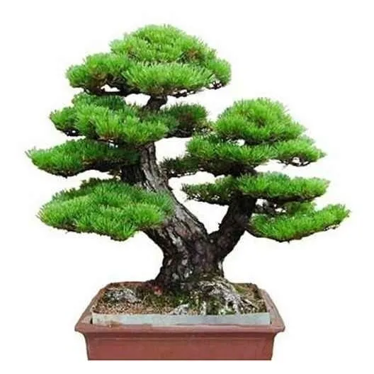 30 Sementes Pinheiro Negro Japonês Bonsai Arvore P/ Mudas