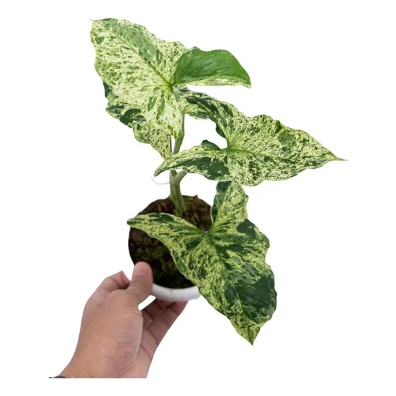 Syngonium Mojito - Planta Exótica De Colección