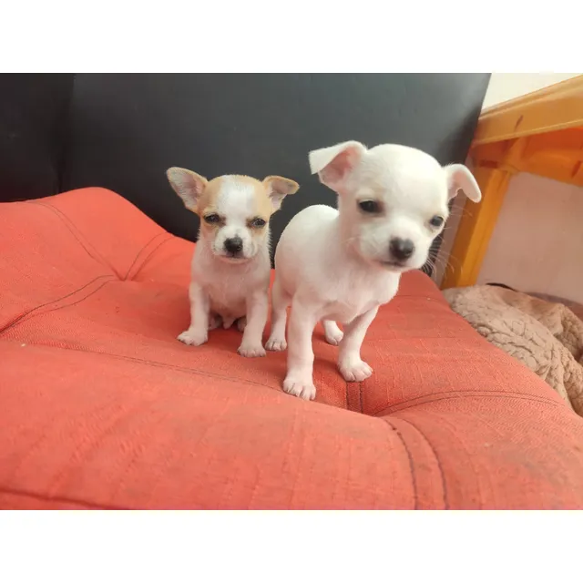 Cachorros Chihuahua