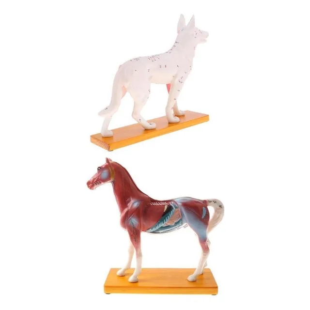 Bien 2 Unidades Modelismo Anatomico De Animal Caballo Y