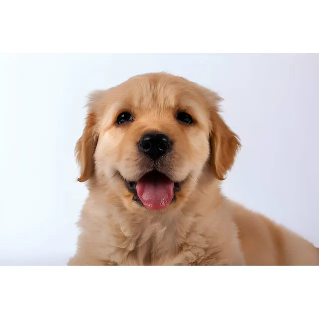 Cachorros Golden Retriever Con Registro Pedigree Perros