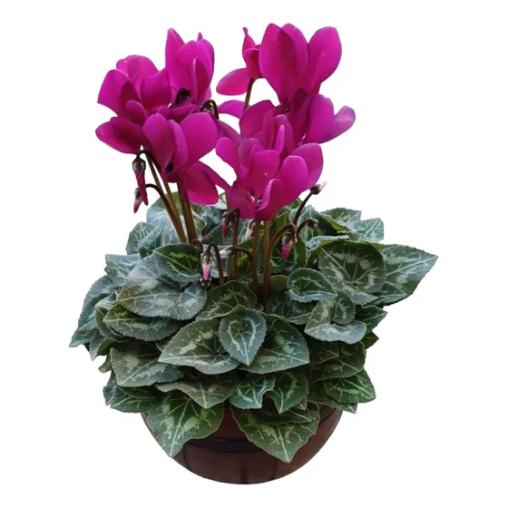 Ciclame Rosa Com Flores No Vasinho - 20cm - Raro