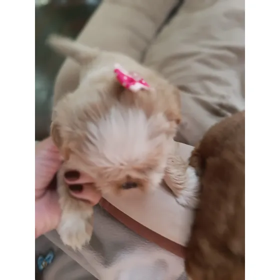 Shih Tzu Fêmea. Pais Com Menos De 4kg. Nasceu 14/04/25