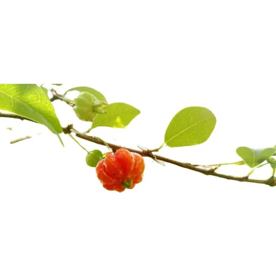 Pitanga Ñangapirí Eugenia Uniflora Árbol Frutal Nativo