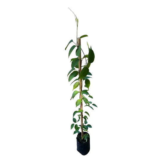 Planta Enredadera Duquesa De Orleans