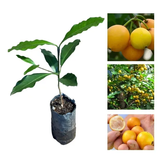 Muda De Bacupari Fruta Exotica