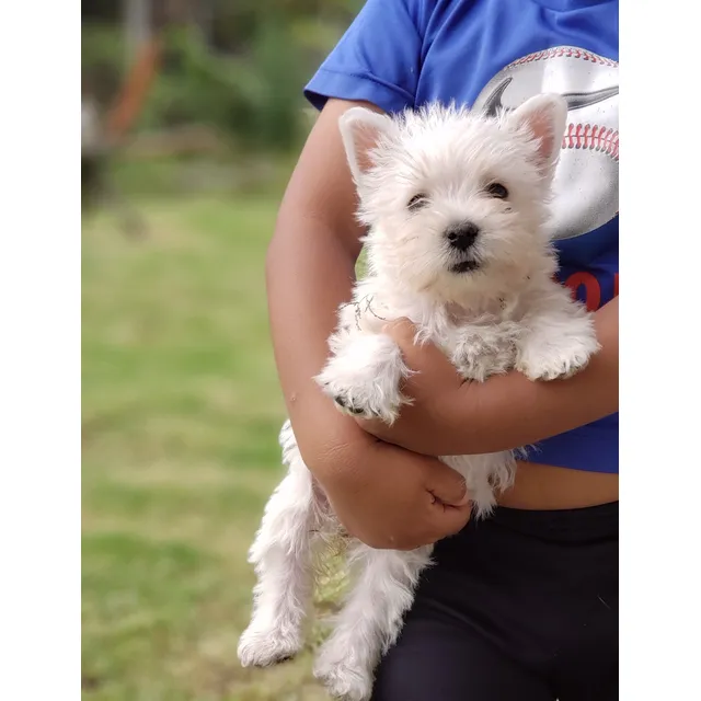 Cachorritos Westie Terrier