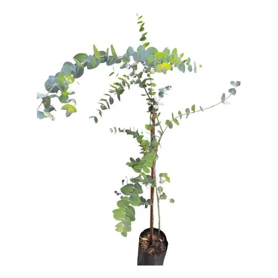 Eucalipto Cinerea - Árbol Aromático Y Raíces No Invasivas