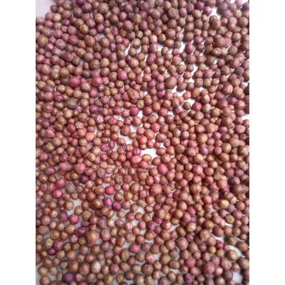 Semilla Eugenias Cercas Vivas 500 Unidades