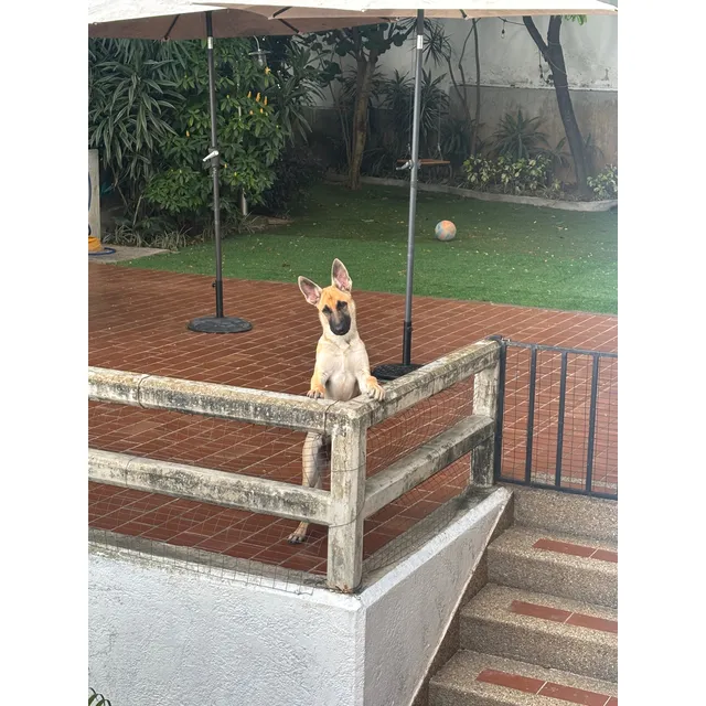 Cachorra Pastor Belga Malinois
