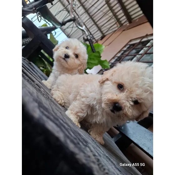 Cachorritos Pequines Maltes Cruzados Con French Poodle