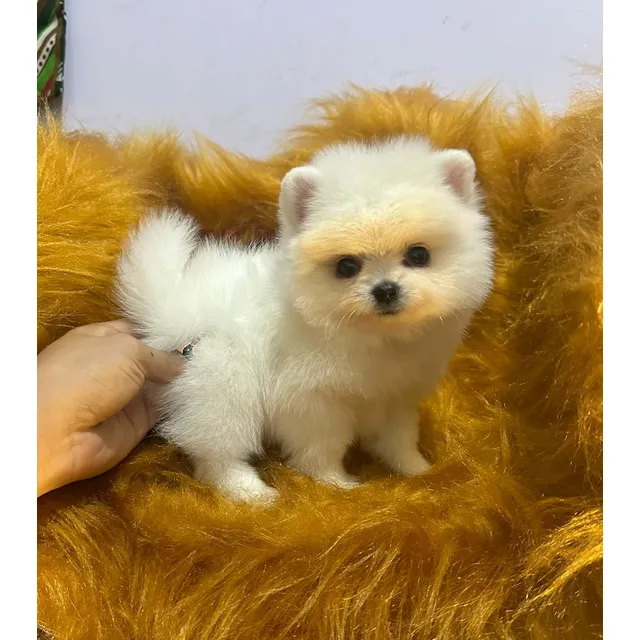 Cachorros Pomerania Lulu Carita De Oso Miniaturas