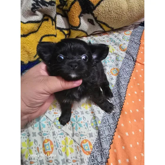 Chihuahua Hembra Mini