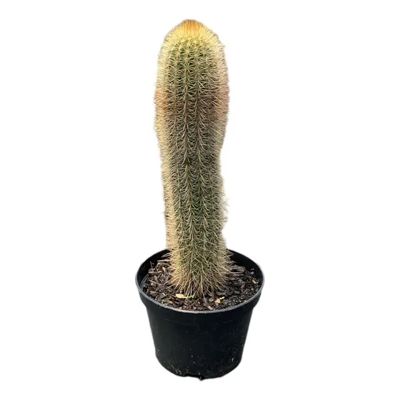 Pilosocereus Chrysostele Pote 11 20 Cm Top De Linha Saudável