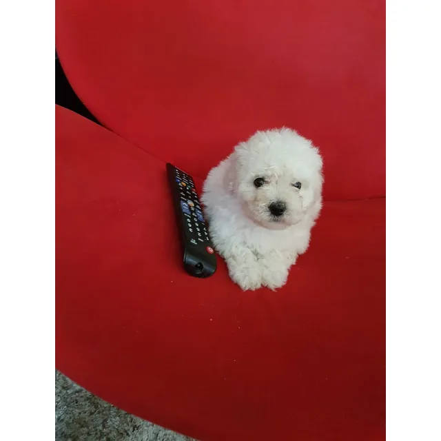 Hermosos Poodle Micro Toy Mini