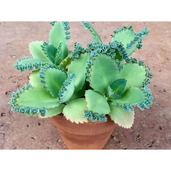 Plantas De Mala Madre Suculenta X 2 Unid. De 10 Cm De Alto.