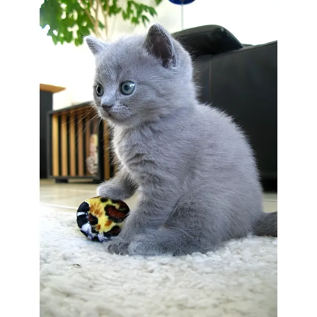 Gatito Azul Ruso Tierno